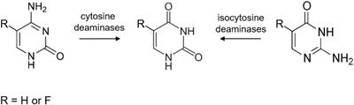 Discovery of Bacterial Deaminases That Convert 5-Fluoroisocytosine Into 5-Fluorouracil